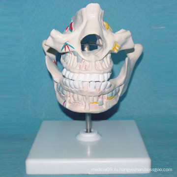Модель анатомии для полости рта человека для обучения (R080105)